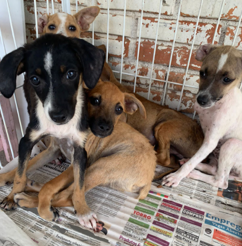 Cinco cachorrinhos resgatados estão disponíveis para adoção