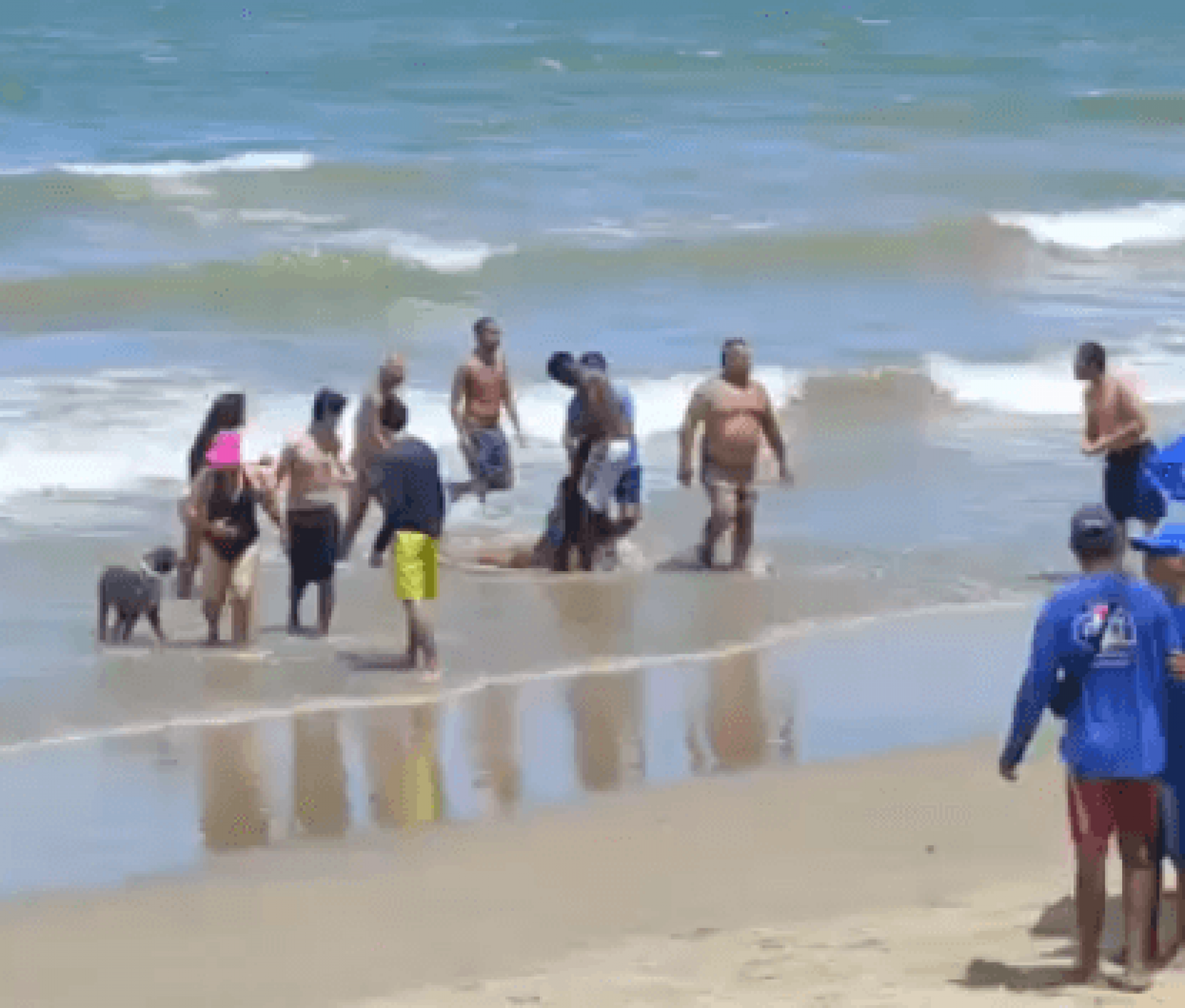 Entenda por que ataques de tubarão aumentaram no litoral de Pernambuco