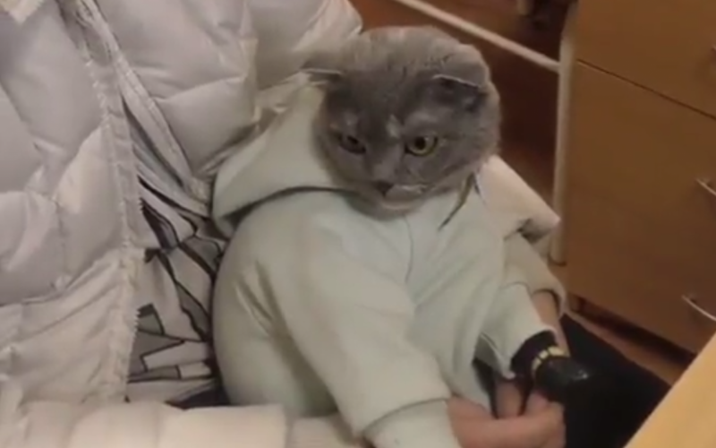 VÍDEO: Mulher é presa após disfarçar gato de bebê para esconder pacotes ...