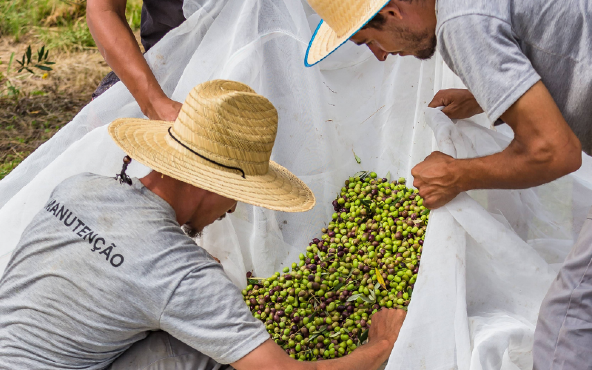 Com dez toneladas de azeitonas colhidas em Gramado, produtor apresenta edição especial de azeite