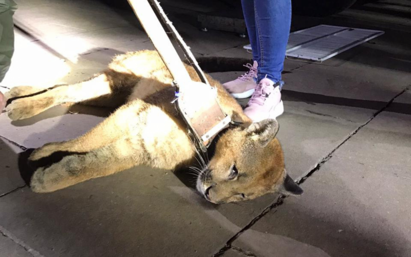 OnÃ§a-parda Ã© resgatada apÃ³s passar 11 horas no alto de Ã¡rvore em municÃ­pio da Serra gaÃºcha