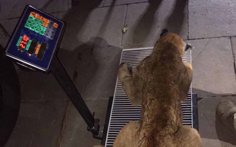 OnÃ§a-parda Ã© resgatada apÃ³s passar 11 horas no alto de Ã¡rvore em municÃ­pio da Serra gaÃºcha