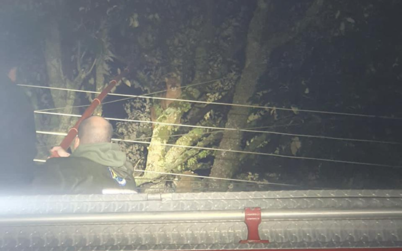 OnÃ§a-parda Ã© resgatada apÃ³s passar 11 horas no alto de Ã¡rvore em municÃ­pio da Serra gaÃºcha