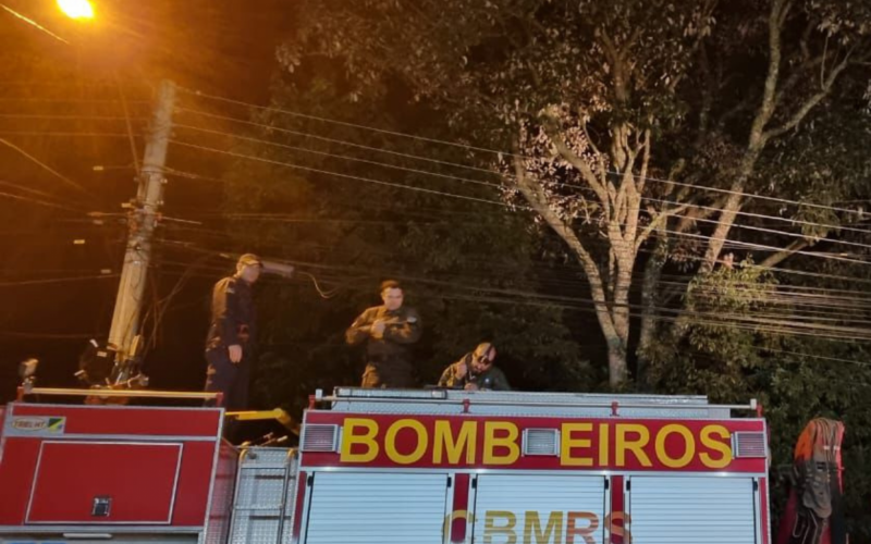 OnÃ§a-parda Ã© resgatada apÃ³s passar 11 horas no alto de Ã¡rvore em municÃ­pio da Serra gaÃºcha
