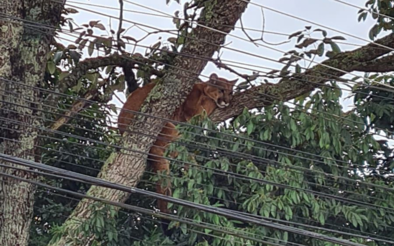 OnÃ§a-parda Ã© resgatada apÃ³s passar 11 horas no alto de Ã¡rvore em municÃ­pio da Serra gaÃºcha