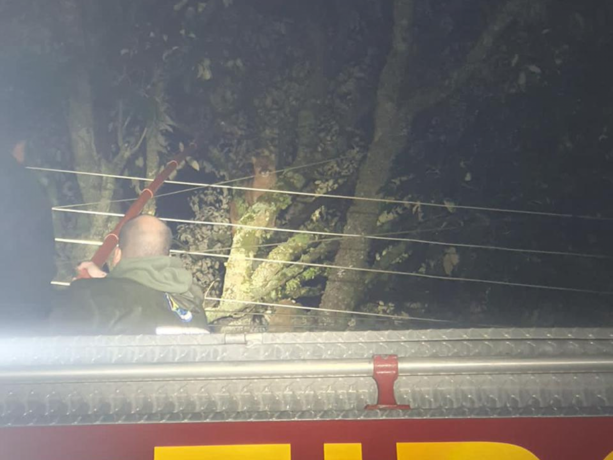 Onça-parda é resgatada após passar 11 horas no alto de árvore em município da Serra gaúcha