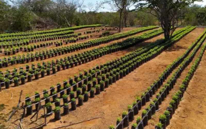 Imagem feita pela PM-BA em operação que apreendeu 126 mil pés de maconha na região de Jacobina | Jornal NH