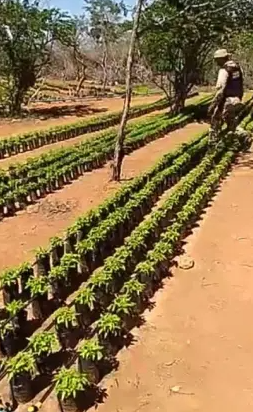 Frame do vídeo que acompanha a desinformação aqui checada. Detalhe para a árvore colocada entre as mudas de maconha, como no fundo do lado direito da foto da PM-BA | Jornal NH