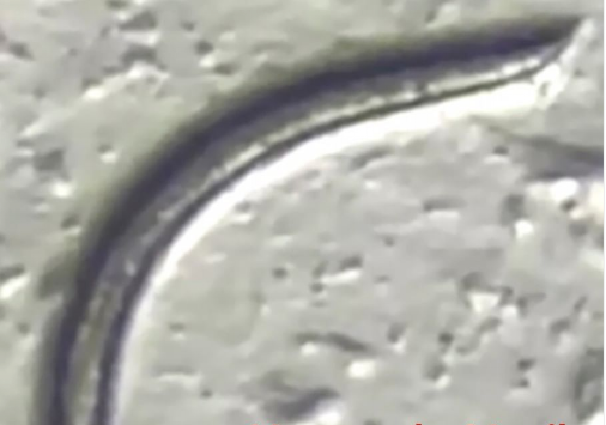 NOVO VERME: Pesquisadores renascem nematóides que estavam congelados