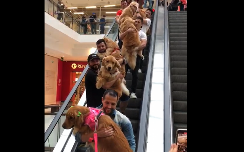 Tutores e seus cães descem a escada rolante de shopping em Caxias do Sul | Jornal NH