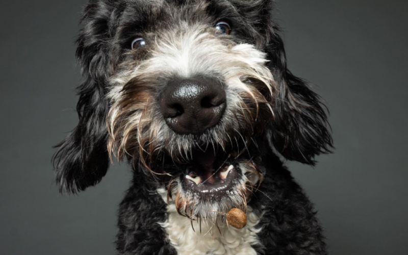 Alerta de fofura: confira as reaÃ§Ãµes dos cÃ£ezinhos