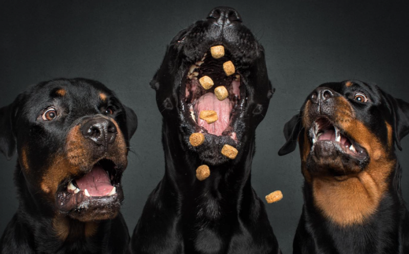 FotÃ³grafo registra exato momento em que cÃ£es recebem petiscos | Jornal NH