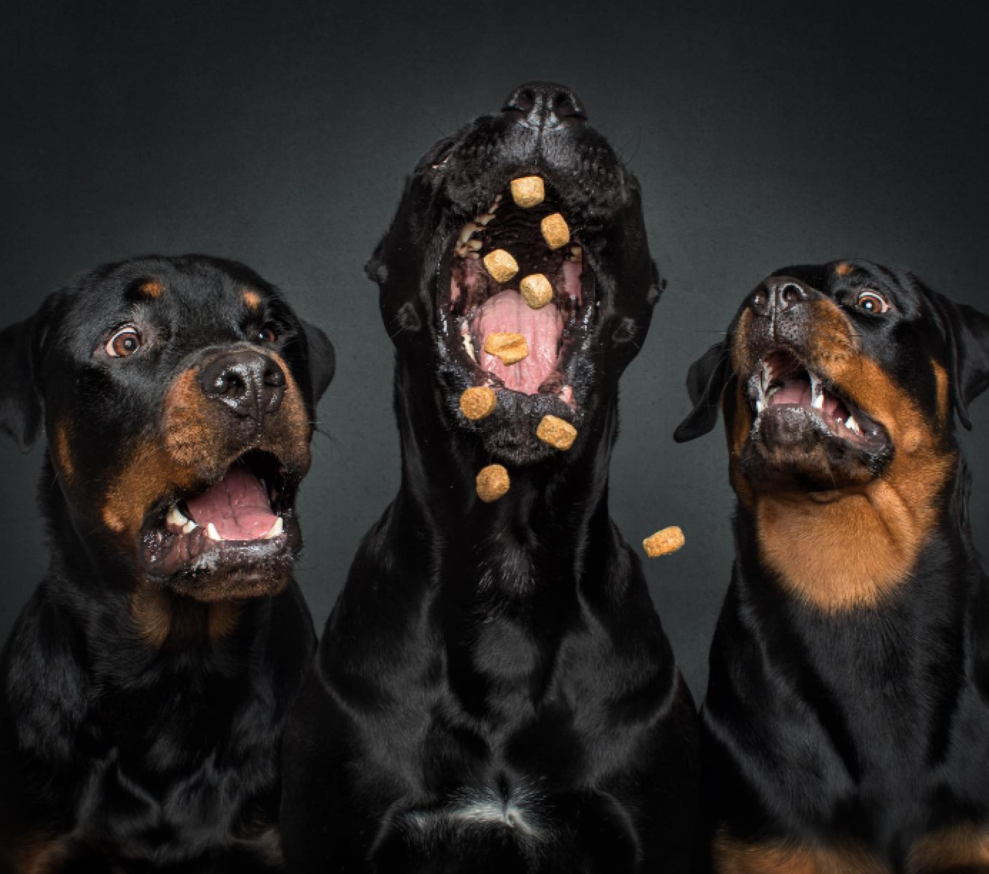 PET FOTO: Veja a emoção de cães no exato momento em que recebem guloseimas; fotógrafo registra cenas fofas e engraçadas