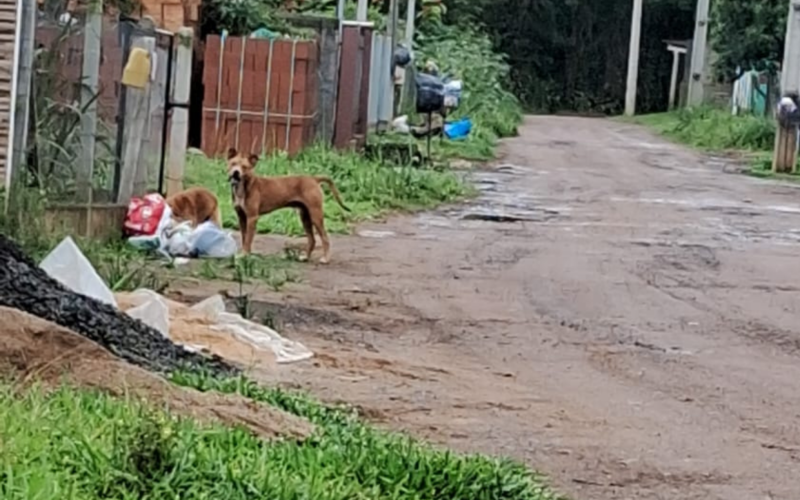 Mães relatam que cachorro agressivo faz com que tenham medo de andar com filhos em estrada de Novo Hamburgo | Jornal NH