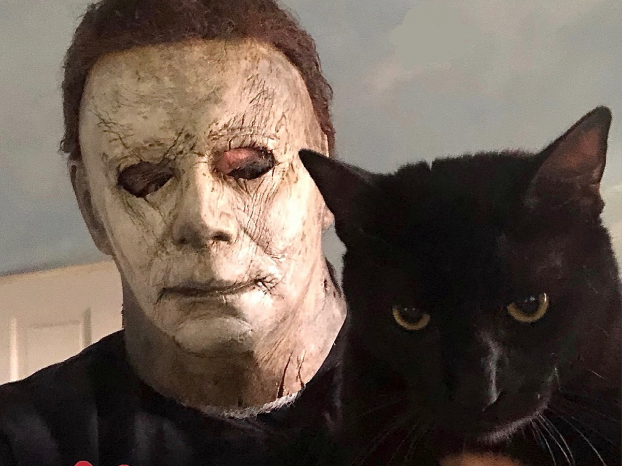 Conheça Michael Meowers, gato adotado pelo ator que interpretou o primeiro assassino de Halloween