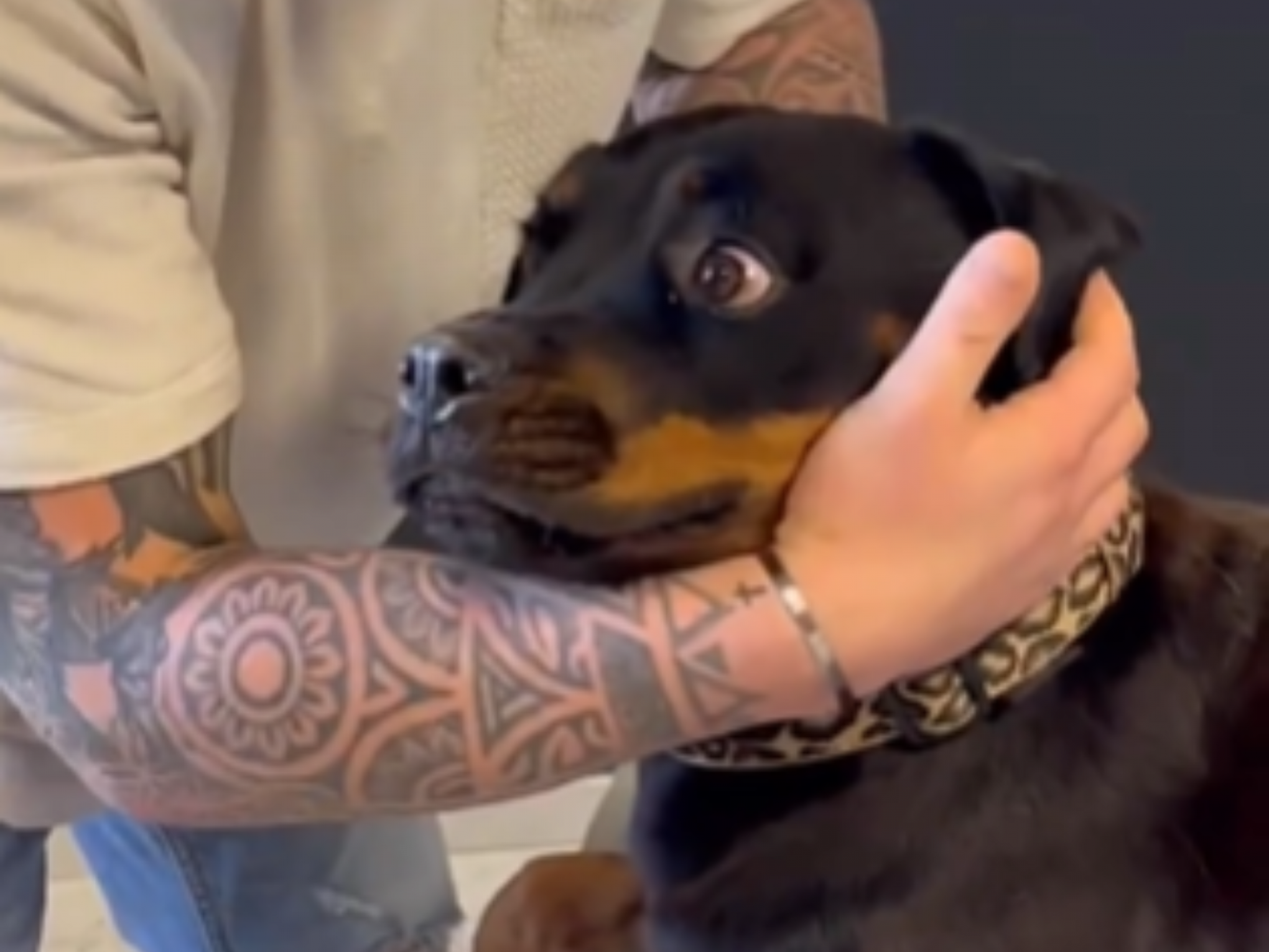 VÍDEO: Cachorro recebe sessão de quiropraxia e reação é imperdível