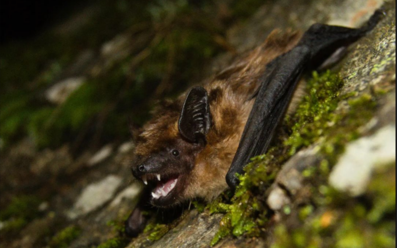 O Eptesicus serotinus, ou morcego-hortelão-escuro, é da família vespertilionidae | Jornal NH