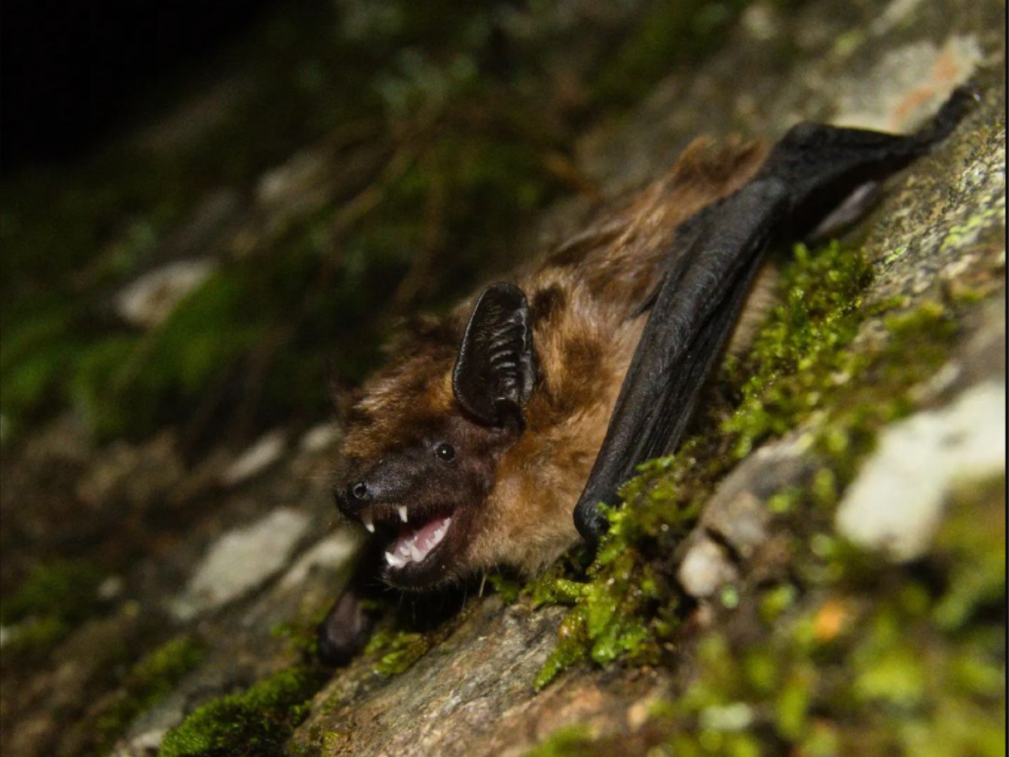 Morcego com pênis tão grande que é impossível copular é descoberto, mas por que isso importa?