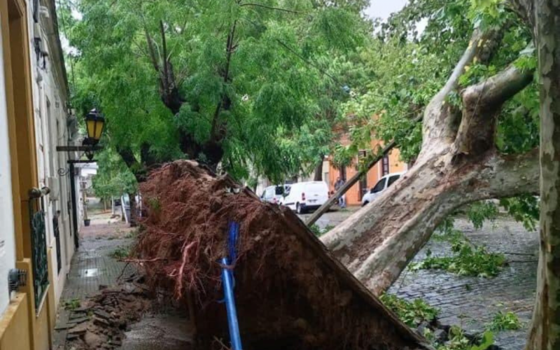 Ãrvores foram arrancadas pelos ventos em ColÃ´nia, durante tempestade