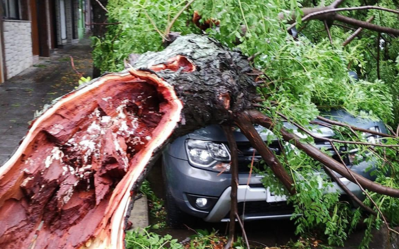 Ãrvores foram arrancadas pelos ventos em ColÃ´nia, durante tempestade