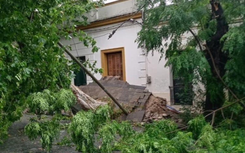 Ãrvores foram arrancadas pelos ventos em ColÃ´nia, durante tempestade