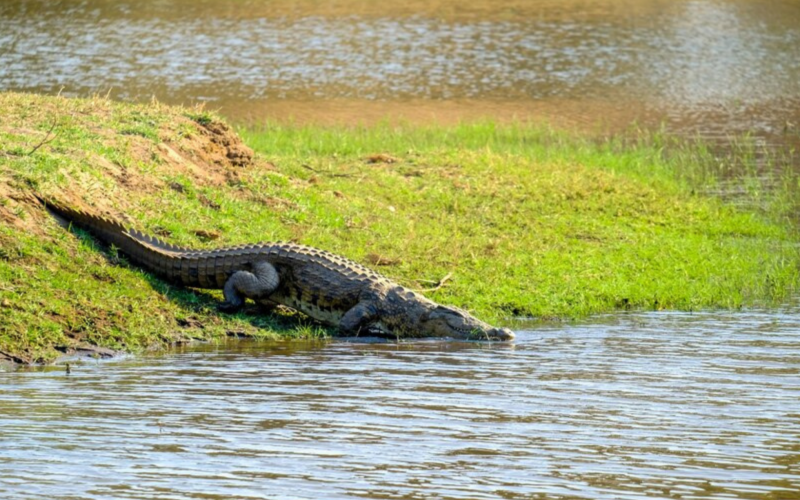 Crocodilo na Austrália | Jornal NH