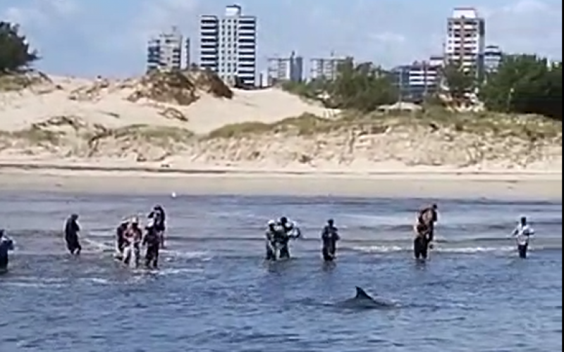 VÍDEO: Boto salta na água e encanta veranistas em praia do litoral norte