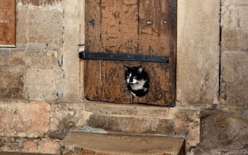 A porta de gato foi feita há mais de 400 anos | abc+