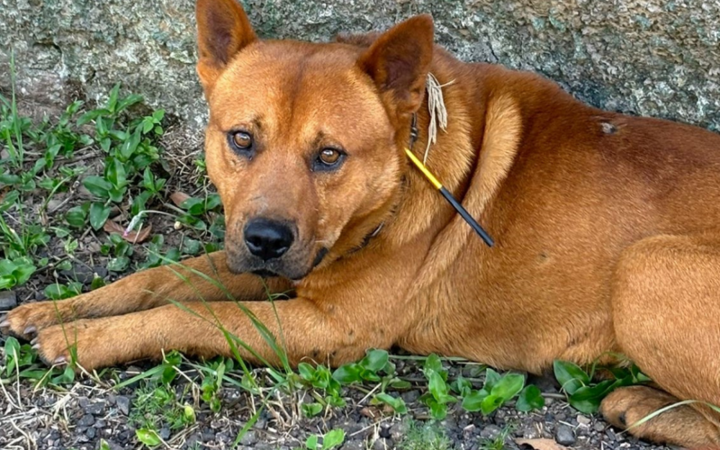 Cachorro foi ferido por um dardo em Estância Velha | abc+