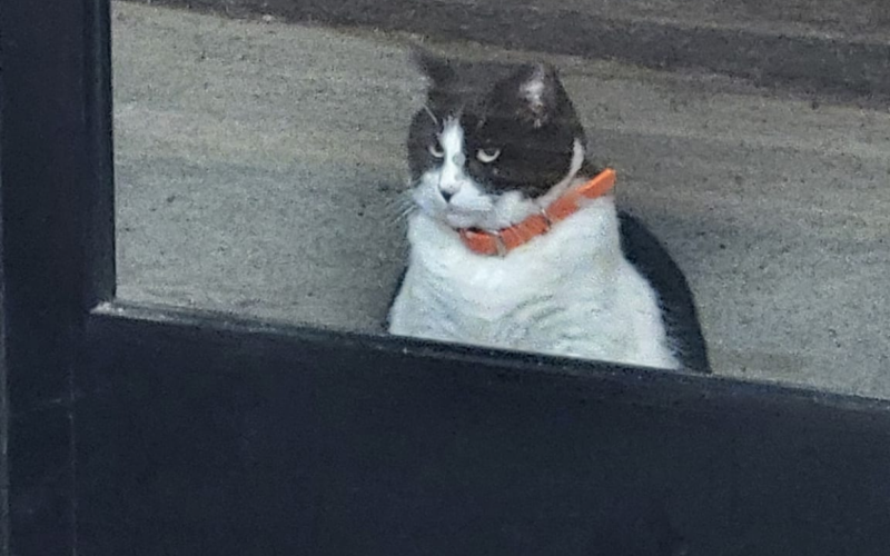 Gato Oreo na CHICKENBUTT Donuts