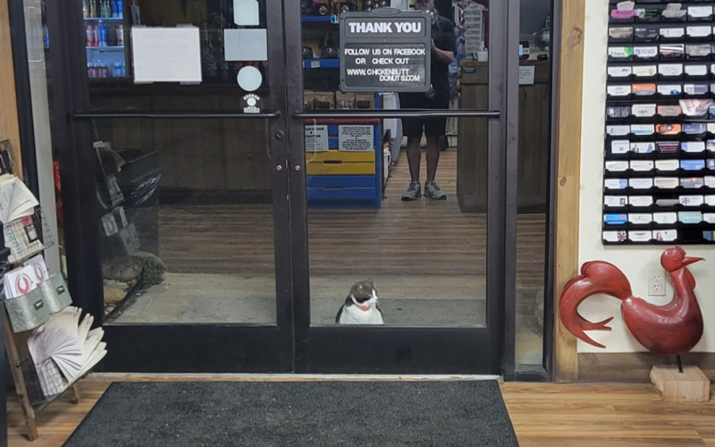 Gato Oreo na CHICKENBUTT Donuts