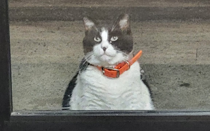 Gato Oreo na CHICKENBUTT Donuts