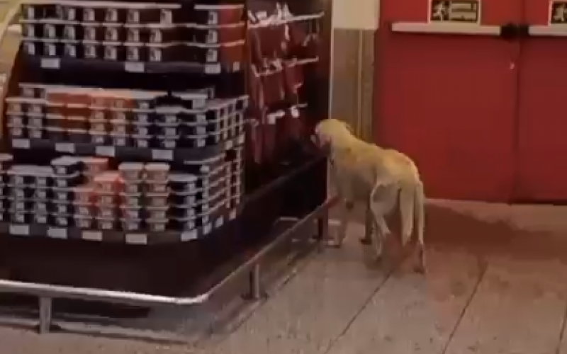 Cachorra invade mercado de Novo Hamburgo para pegar linguiça | abc+