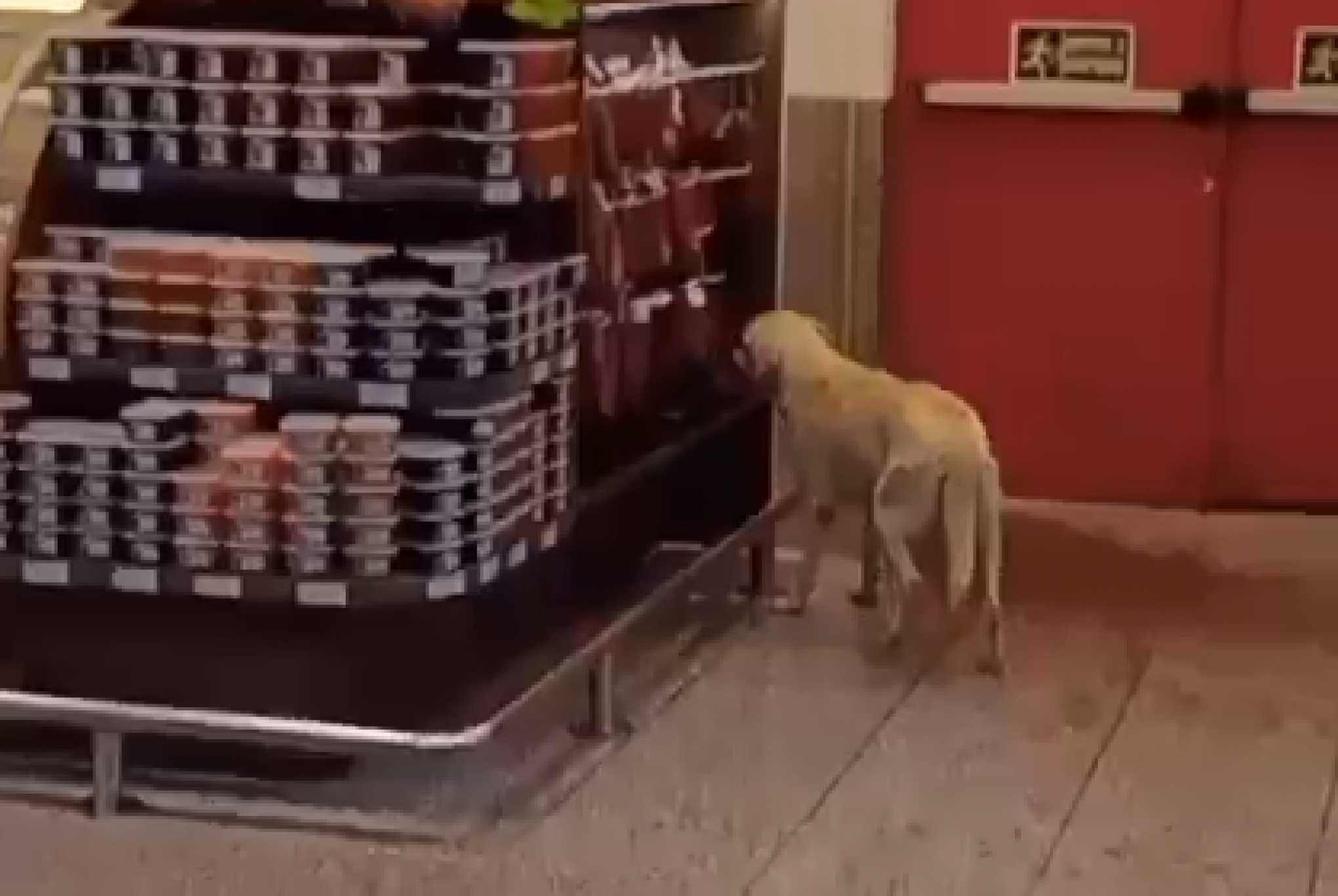 VÍDEO: Cachorra invade mercado de Novo Hamburgo para pegar linguiça