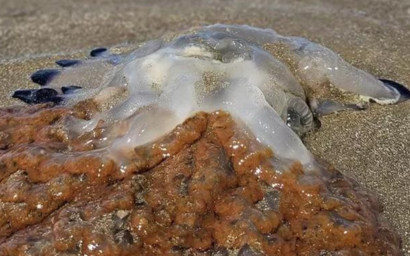 Águas-vivas apareceram mortas em Rio Grande | abc+