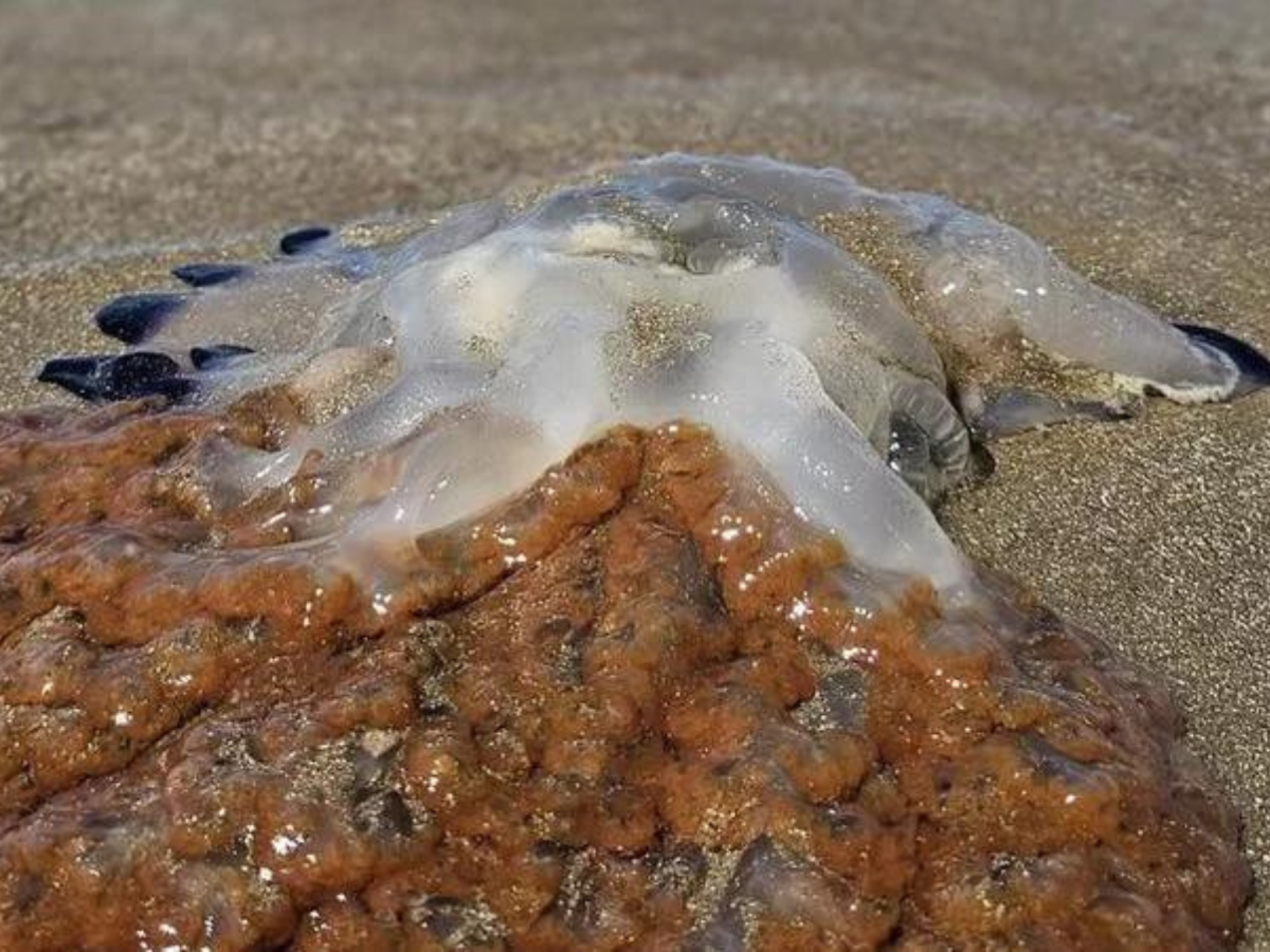 Entenda o fenômeno que deixou milhares de águas-vivas mortas na Praia do Cassino