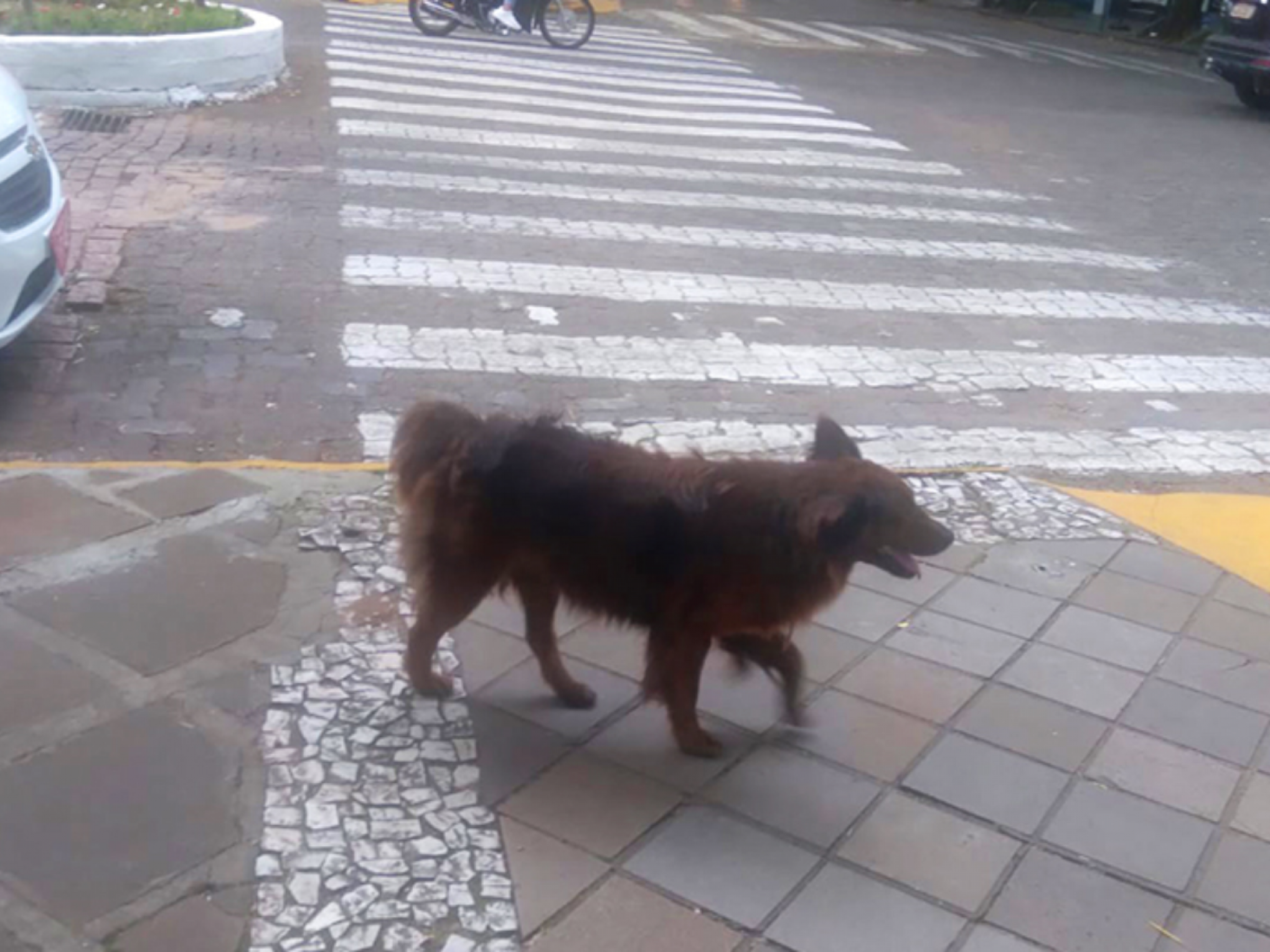 Cachorro permanece em praça onde tutor foi assassinado há seis meses no interior do RS