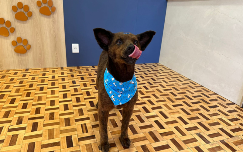Lobisomem teve um dia de príncipe na pet e tudo que indica que amou | abc+