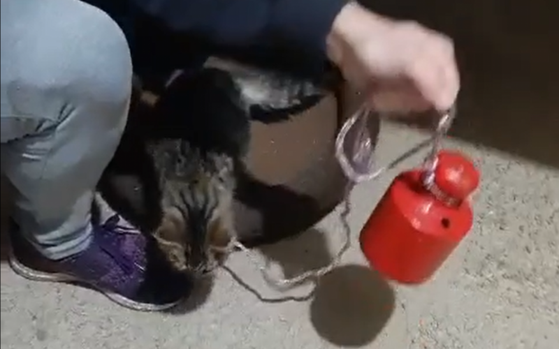 Imagem da ONG mostra gato amarrado a um peso, na casa do homem em setembro