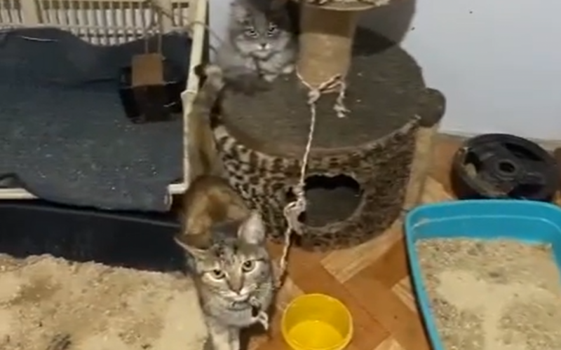 Imagens da ONG mostram gatos amarrados em vÃ¡rios cÃ´modos da casa, em setembro