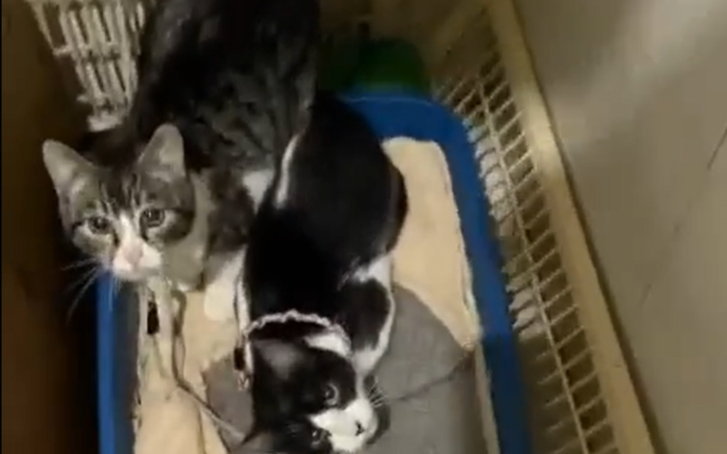 Imagens da ONG mostram gatos amarrados em vÃ¡rios cÃ´modos da casa, em setembro 