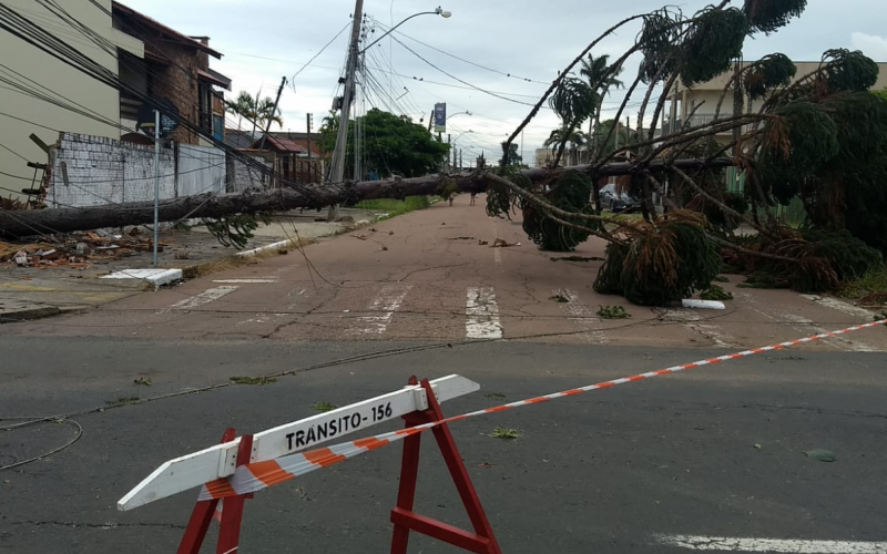 Em Canoas, árvore cai sobre muro e bloqueia Rua Venâncio Aires após temporal | abc+