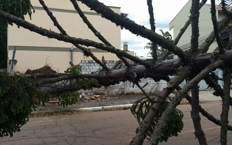 Em Canoas, Ã¡rvore cai sobre muro e bloqueia Rua VenÃ¢ncio Aires apÃ³s temporal