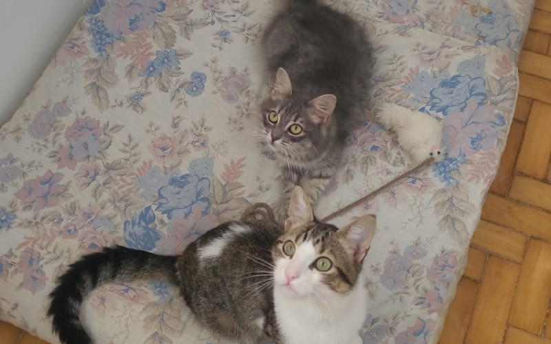 Gatos estÃƒÂ£o se recuperando bem, apesar de ainda ter traumas