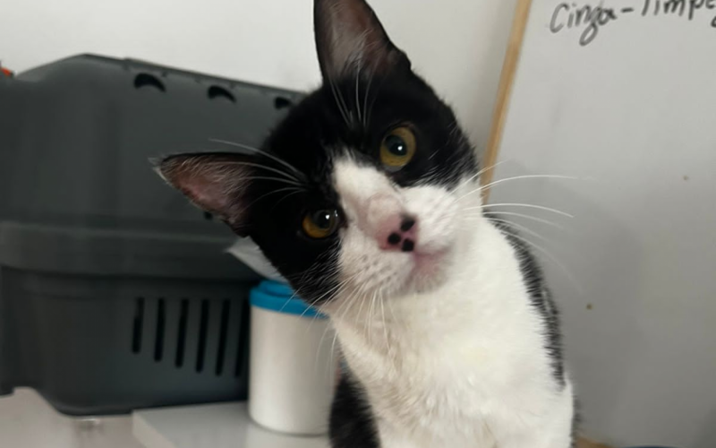 Gatos estÃ£o se recuperando bem, apesar de ainda ter traumas