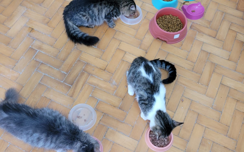Gatos estÃ£o se recuperando bem, apesar de ainda ter traumas