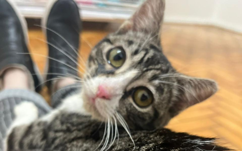 Gatos estÃ£o se recuperando bem, apesar de ainda ter traumas
