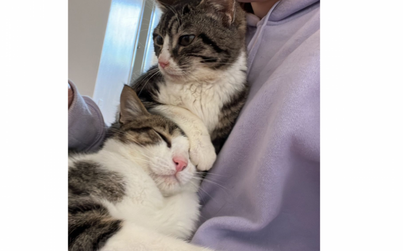 Gatos estÃ£o se recuperando bem, apesar de ainda ter traumas
