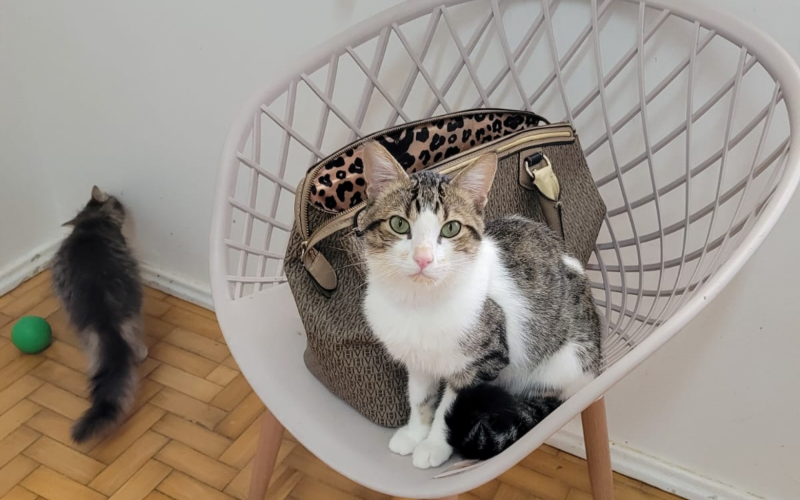 Gatos estÃ£o se recuperando bem, apesar de ainda ter traumas