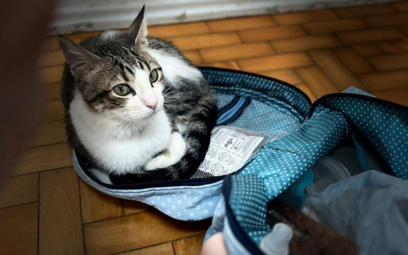Gatos estÃ£o se recuperando bem, apesar de ainda ter traumas